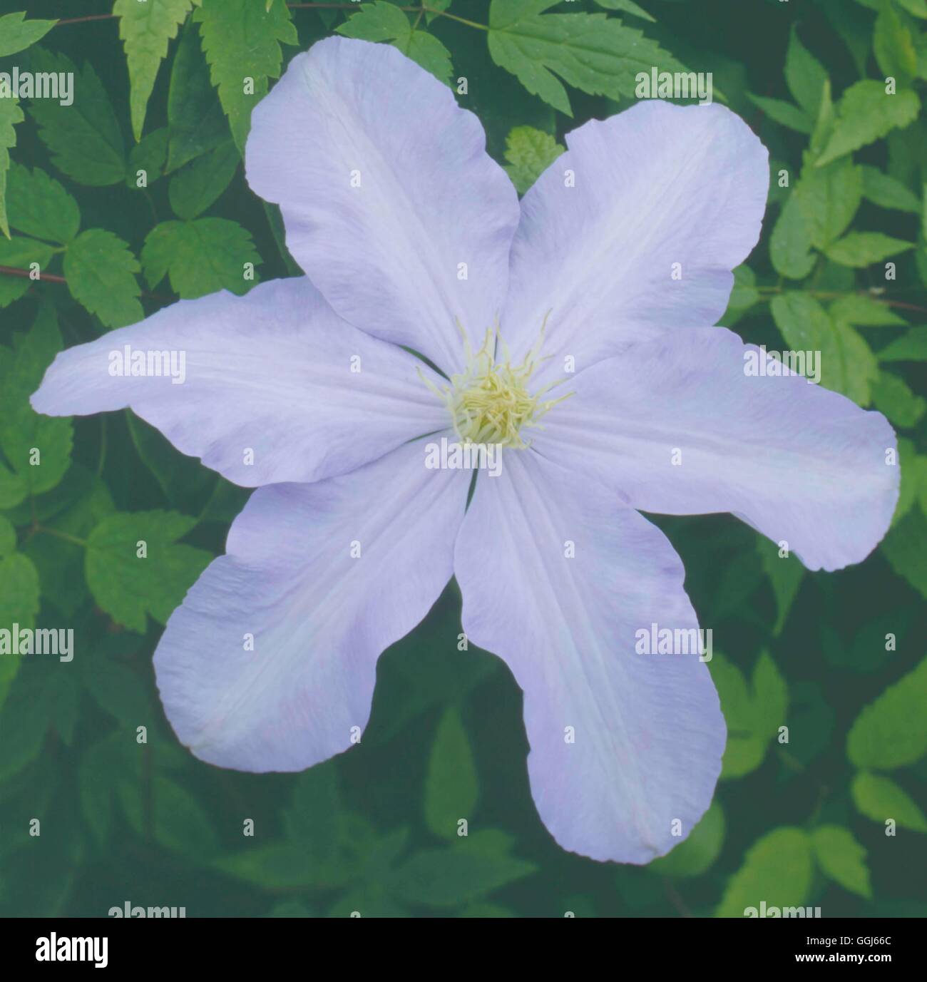 Clematis - `Belle Nantaise'   CLE014739 Stock Photo